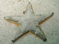 Astropecten jonstoni